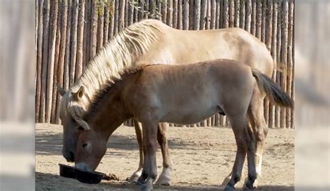 ‘The Last Wild Horse’ cloned in San Diego